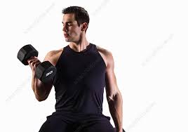 Man lifting weights - Stock Image ...