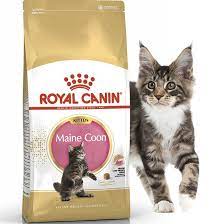 Kucing main coon ini memang cukup populer di dunia sehingga tidak sedikit masyarakat indonesia yang menyukai ras kucing satu ini. Cat Food Royal Canin Kitten Maine Coon Mainecoon 2kg 2 Kg Makanan Anak Kucing Maine Coon 2kg Shopee Indonesia