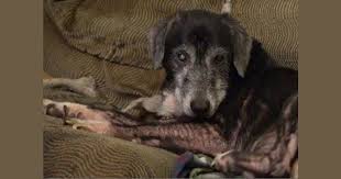 A healthy pet is a happy pet. Hoarding Buried Alive Expert Left In Tears Over Family Dog
