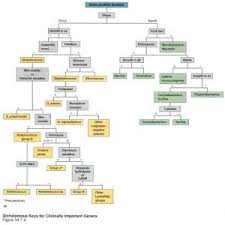 Microbiology Unknown Flow Chart Elegant Microbiology Unknown