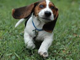 Image result for beagle