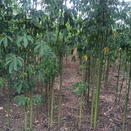 Phòng Trừ Sâu Bệnh Trong Quy Trình Trồng Cây Bông