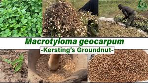 Image result for Macrotyloma