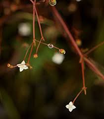 Image result for Oldenlandia herbacea