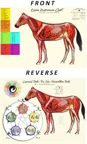 Equine Acupressure Chart 8 5 X 11 Rocky Mountain