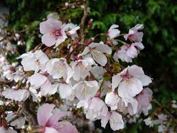 All types of flowering cherry are dwarves compared to this one. Prunus Incisa Kojo No Mai