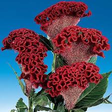 Pin On Wonderful Flowers