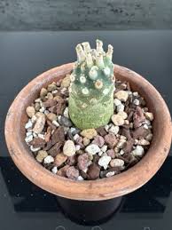 Image result for Monadenium torrei