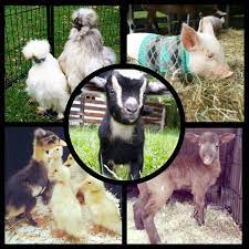 Maybe you would like to learn more about one of these? Animal Affair Traveling Petting Zoo Petting Zoo In Rehoboth Massachusetts Zoo Animals Zoo Near Me Pet Travel