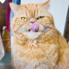 The comic strip centers on garfield, portrayed as a lazy, fat. What Breed Is A Garfield Cat Globalquiz Org