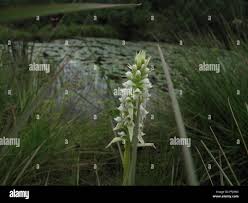 Image result for Satyrium trinerve