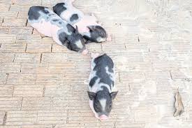 Most potbellied pigs are happiest living outdoors with other pigs. Pity The Pig