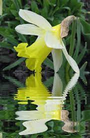 Pin By Owas Albahar On Reflections Beautiful Flowers Flowers Amazing Gifs
