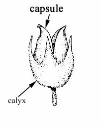 Image result for Turbina longiflora