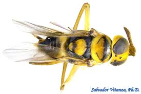 Image result for Entada chrysostachys