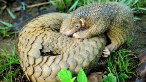 In our expert pangolin guide, learn about the world's only scaled mammal, how many species there are, and why they are threatened with extinction. Conservation Game Changer China Removes Pangolin Scales From Traditional Medicine List Ecowatch