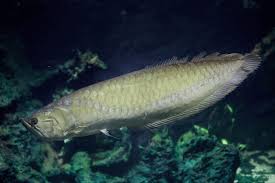 Silver Arowana Care Guide Tank Size Diet And More