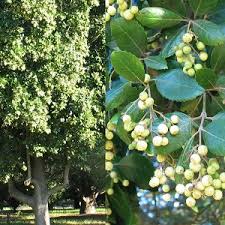 Image result for Priva curtisiae