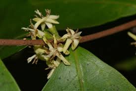 Image result for Tricalysia vanroechoudtii