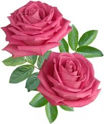 Image result for images of rose hd