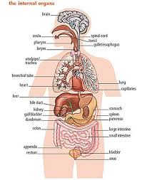 Female organ anatomy diagram ✅. The Internal Organs Human Body Diagram Body Organs Diagram Human Body Organs
