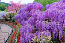 Bulbs, corms, roots & rhizomes. 10 Most Beautiful Flower Parks To Visit In Japan