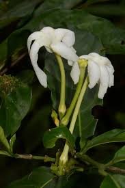 Image result for Hunteria