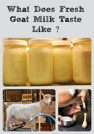 Gives A Basic Idea Of What Goat Milk Tastes Like Based On The Breed And The Butterfat Content The Breed Typically Produces Goat Milk Goat Milking Goat Farming