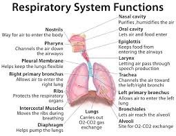 Respiratory System Diagram Google Search Respiratory System Respiratory System Function Respiratory