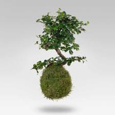 We would like to show you a description here but the site won't allow us. Bonsai Carmona Kokedama L Arte Giapponese Dei Bonsai Lezio It