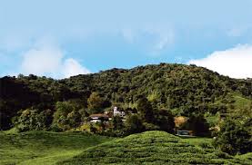 The sungai palas boh tea plantation is one of the signature destinations that one must go to during the visit to cameron highlands. Ladang Teh Sentiasa Menggamit Pelancong Ke Cameron Highlands