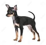 PuppyFind | Toy Fox Terrier Puppies for Sale