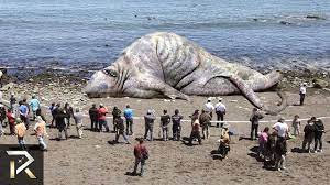 10 Real Abnormally Large Animals Found On Earth Giant Animals Weird Animals Real Sea Monsters
