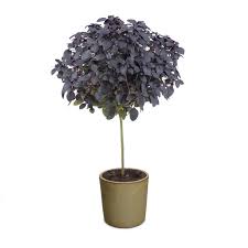 Shop our huge selection of chrysanthemum perennial plants. Ocimum Basil Tree Funtastick