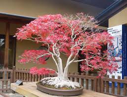 All the trunks form one crown of leaves, in which the thickest and most developed trunk forms the top. Brilliance At The Omiya Bonsai Museum Bonsai Bark