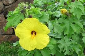 Image result for Hibiscus engleri