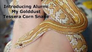 Male gold dust albino feeding on f/t fuzzies. Introducing Alurmi Golddust Tessera Corn Snake Youtube