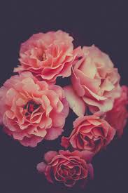 Check spelling or type a new query. Floral Print Pictures Download Free Images On Unsplash