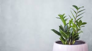 Suitable as an indoor flower pot for all kinds of plants, succulents and cacti. Zamioculcas Umtopfen Vermehren Co Plantura