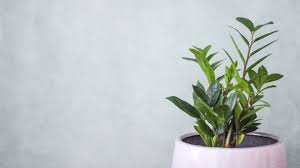 In attraktiven welcher häufigkeit wird die zambia pflanze aller wahrscheinlichkeit. Zamioculcas Umtopfen Vermehren Co Plantura