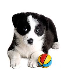 This page is for border collies and their friends, to help each other find you a puppy or dog, post pictures, talk. Border Collie Breed Information