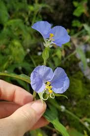 Image result for Commelina nigritana