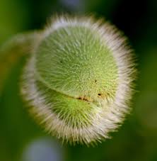 How to grow poppies from seed heads. How To Grow Poppies From Seed Heads The Guide Ways