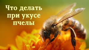как снять отек от укуса осы в домашних условиях Chem Nuzhno Lechit Ukus Pchely Chem Mozhno Obrabotat V Domashnih Usloviyah Otek