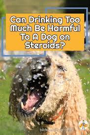 Can Drinking Too Much Be Harmful To A Dog On Steroids Our Pet S Health