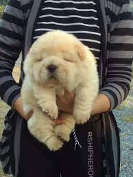 These sweet cuties will steal your heart the minute you meet them! 63 Chow Chow Puppy Price In Pakistan L2sanpiero
