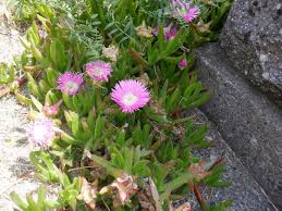 Image result for Carpobrotus