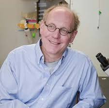 Fred Hutch study paves the way for potential muscular dystrophy treatment