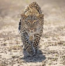 Hunt Featured Wildlife Marvelouz Animals Magic Photography Animal Shots Wildlifephotography Canon Canonphotography Animals Great Cat Beautiful Cats