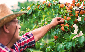 Maybe you would like to learn more about one of these? Dammann S Garden Company Guide To Growing Fruit In Indiana